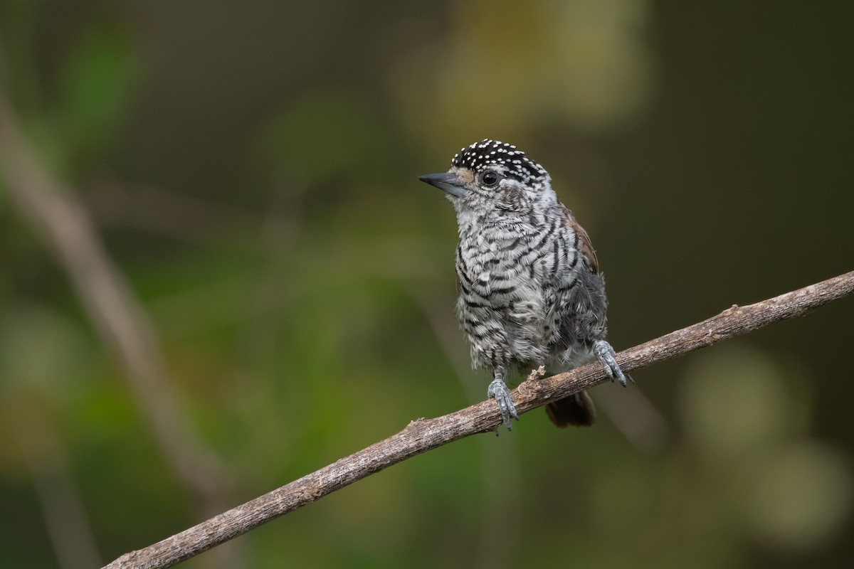 White-barred Piculet - ML313530021