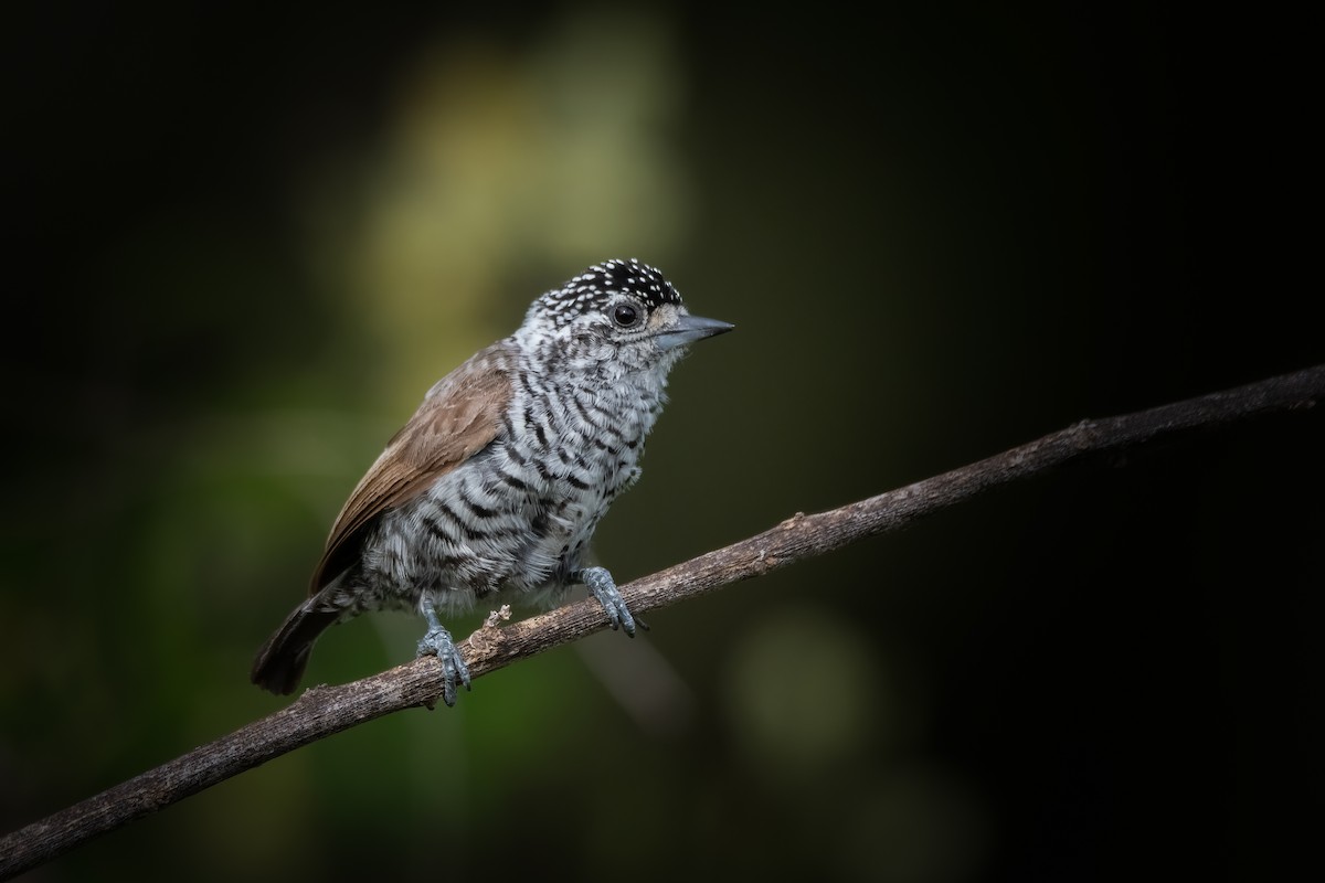 White-barred Piculet - ML313530031