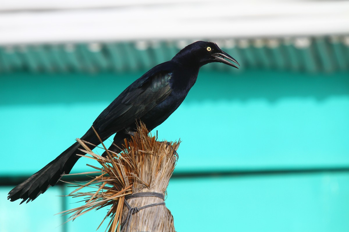 Great-tailed Grackle - ML313530971