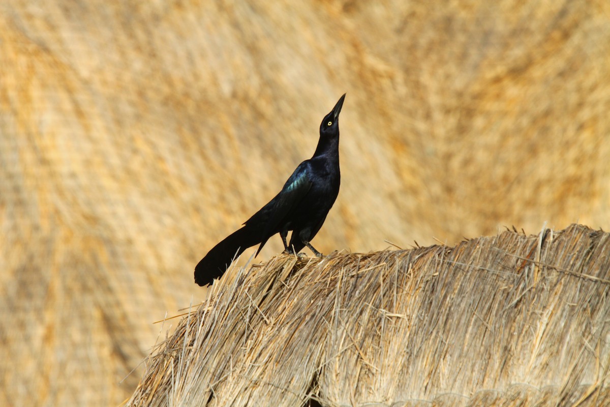 Great-tailed Grackle - ML313531041