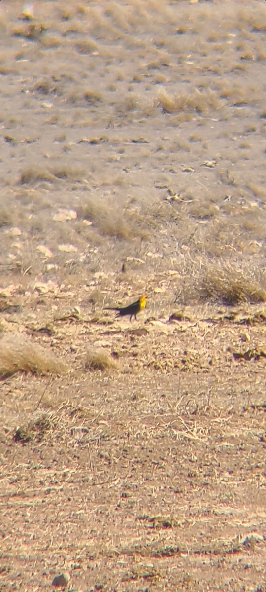 Yellow-headed Blackbird - ML313535331