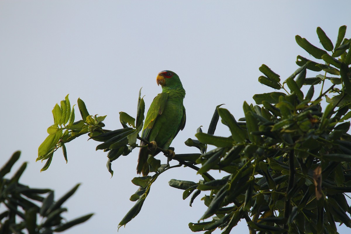 White-fronted Parrot - ML313535421