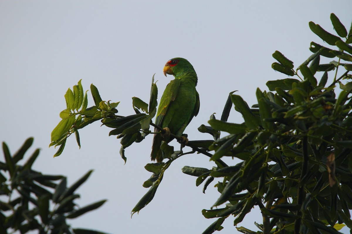 White-fronted Parrot - ML313535431