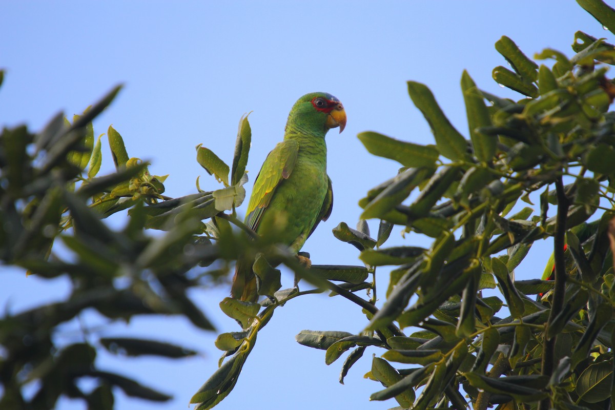 White-fronted Parrot - ML313535451