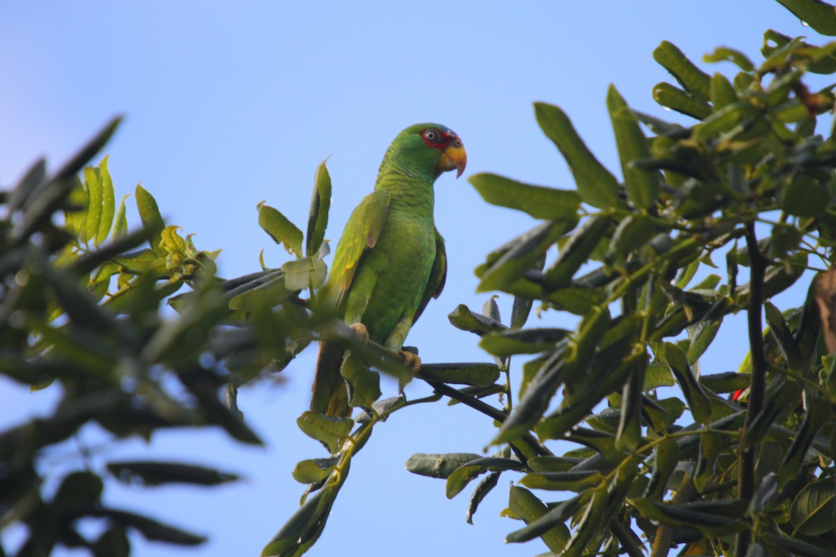 White-fronted Parrot - ML313535491