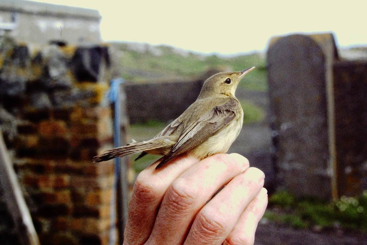 Melodious Warbler - ML313535511