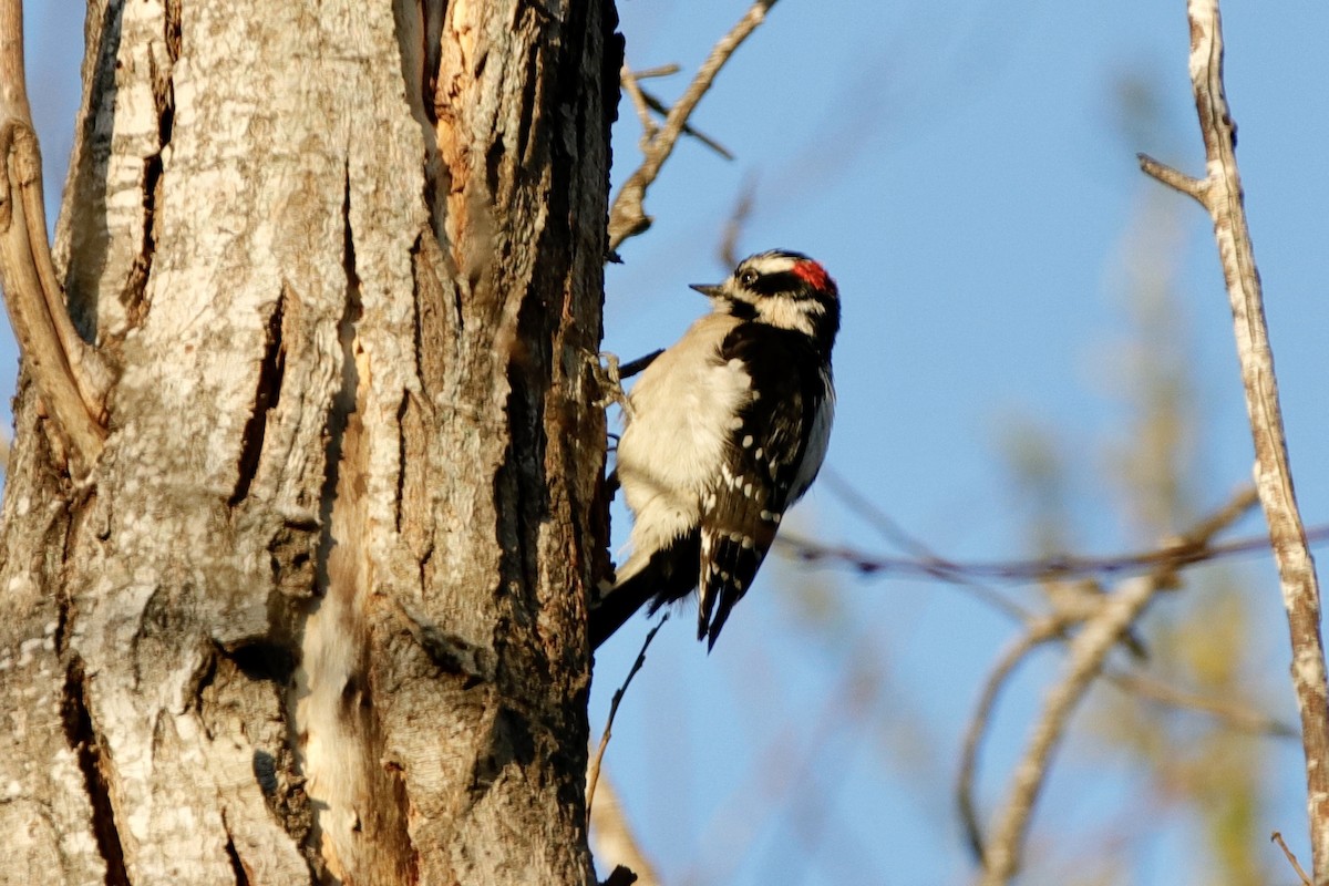 Downy Woodpecker - Ann Stockert