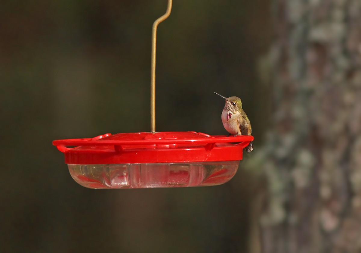 Calliope Hummingbird - ML313546781