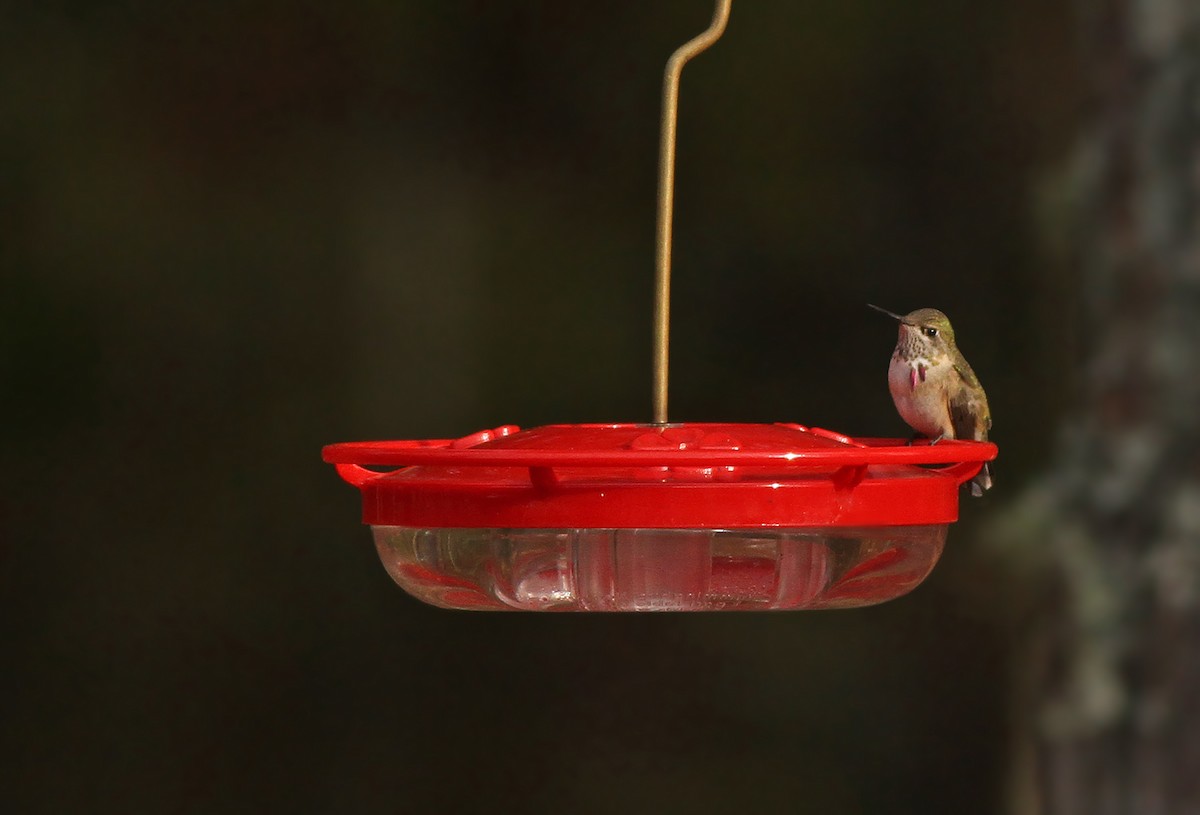 Calliope Hummingbird - ML313546791