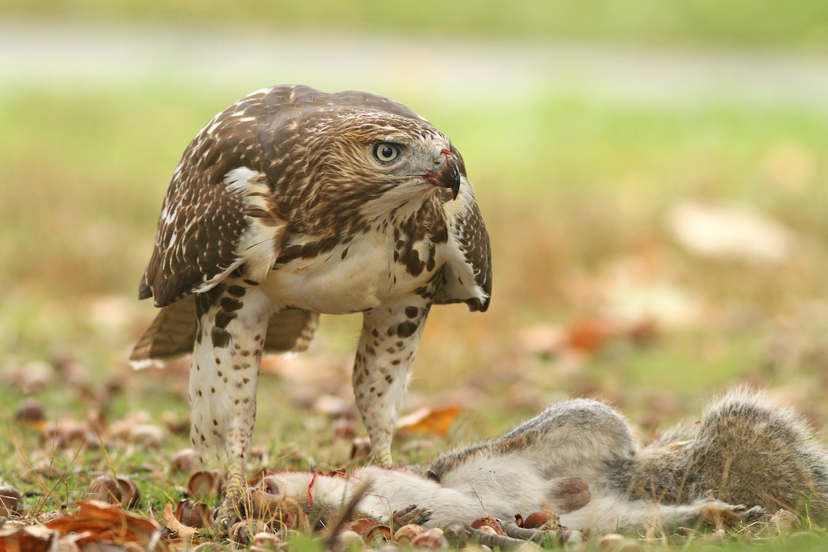 Red-tailed Hawk (borealis) - eBird