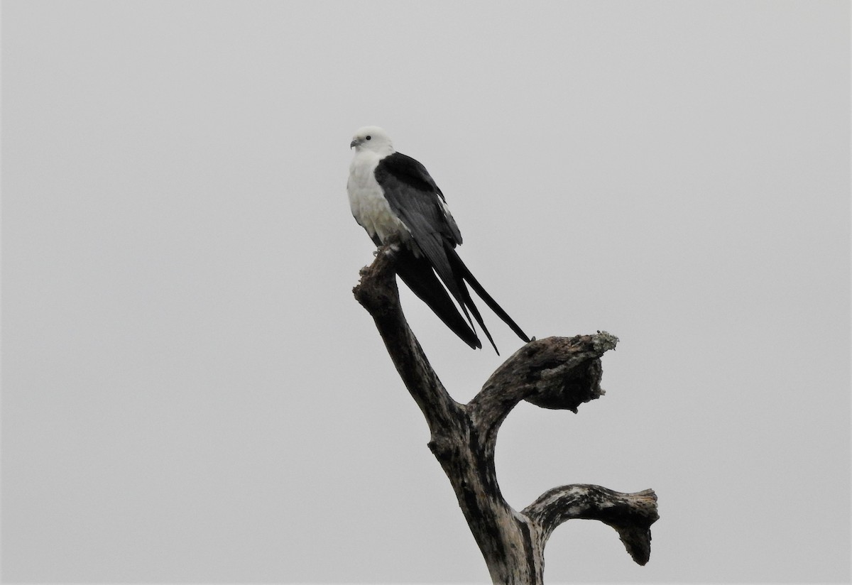 Swallow-tailed Kite - ML313549961