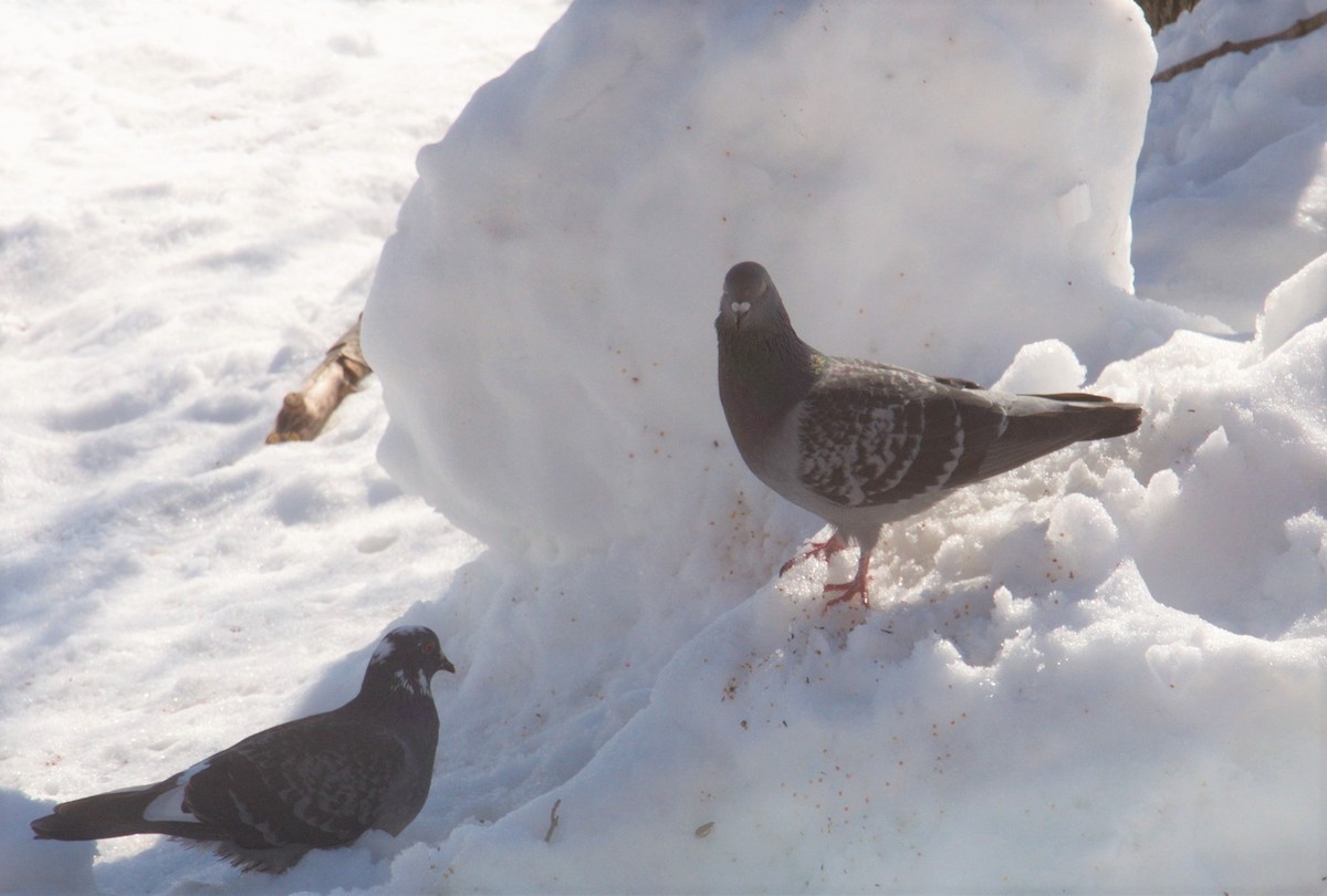 Rock Pigeon (Feral Pigeon) - ML313553861