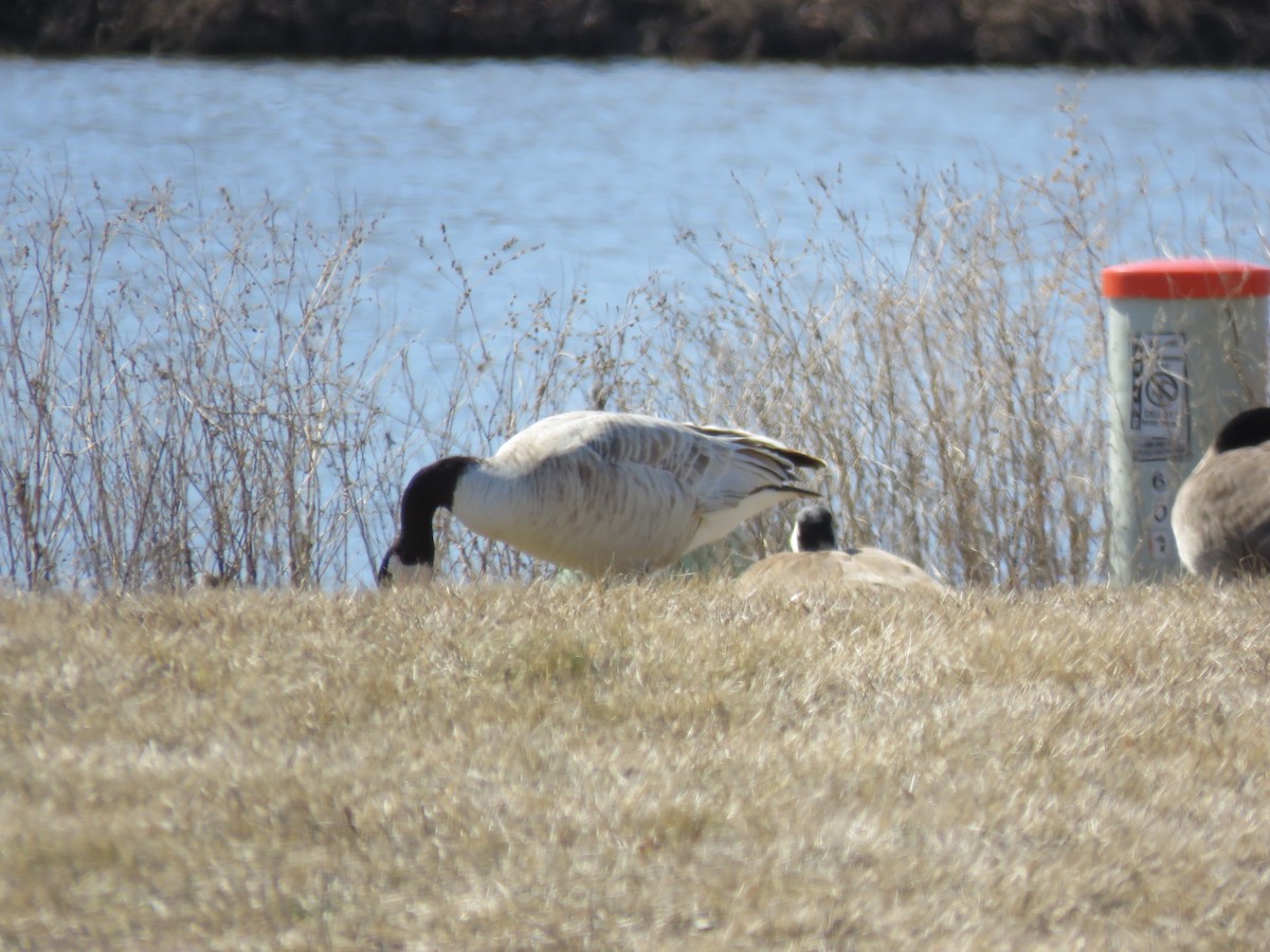 eBird Checklist 4 Mar 2021 Beringer Commons Pond, Urbana 7 species