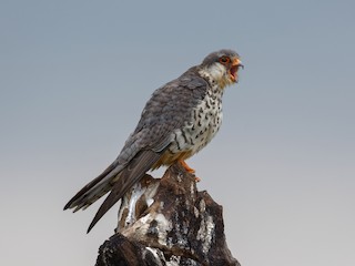  - Amur Falcon