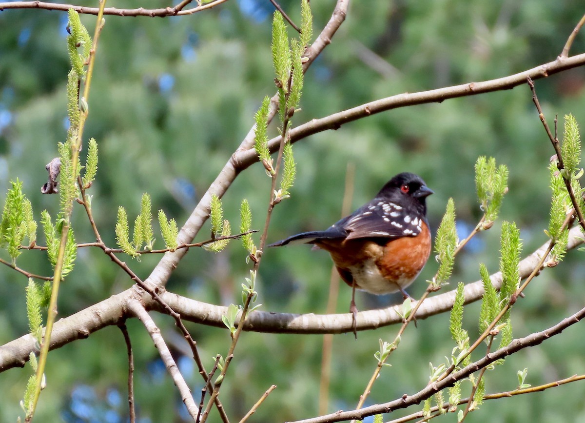 Spotted Towhee - ML313567951