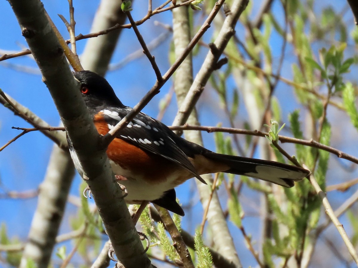 Spotted Towhee - ML313567991