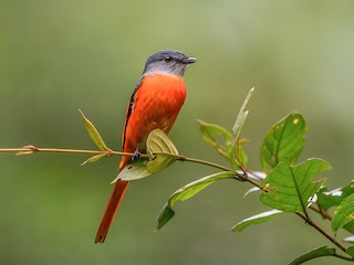  - Gray-chinned Minivet