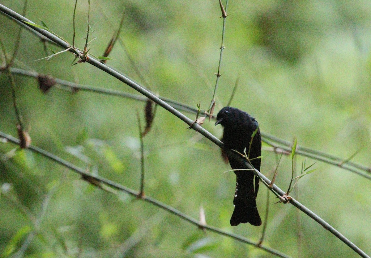 Square-tailed Drongo-Cuckoo - ML313571091