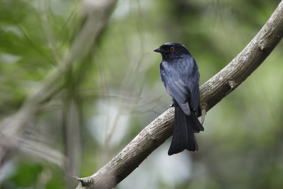 Square-tailed Drongo - ML313572291