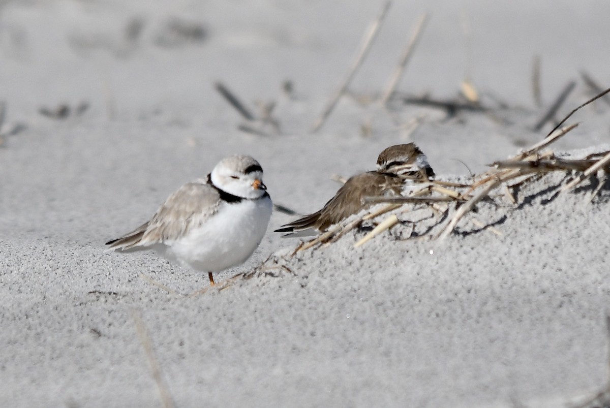 Piping Plover - ML313572381