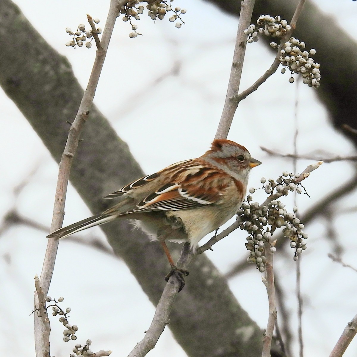 American Tree Sparrow - ML313572701