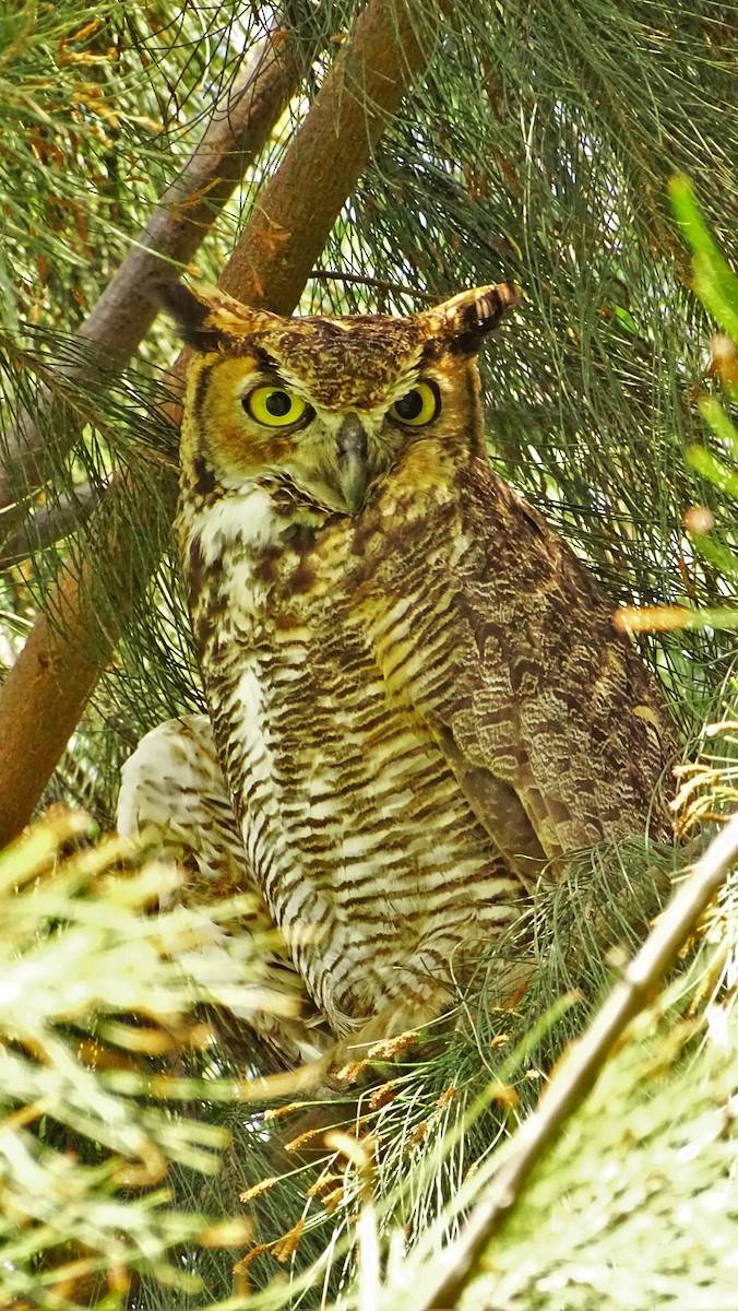 Great Horned Owl - Jorge Rodríguez Álvarez