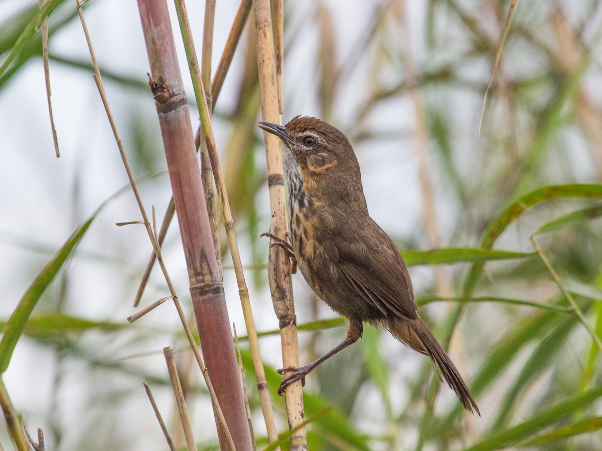 Marsh Babbler - Pellorneum palustre - Birds of the World