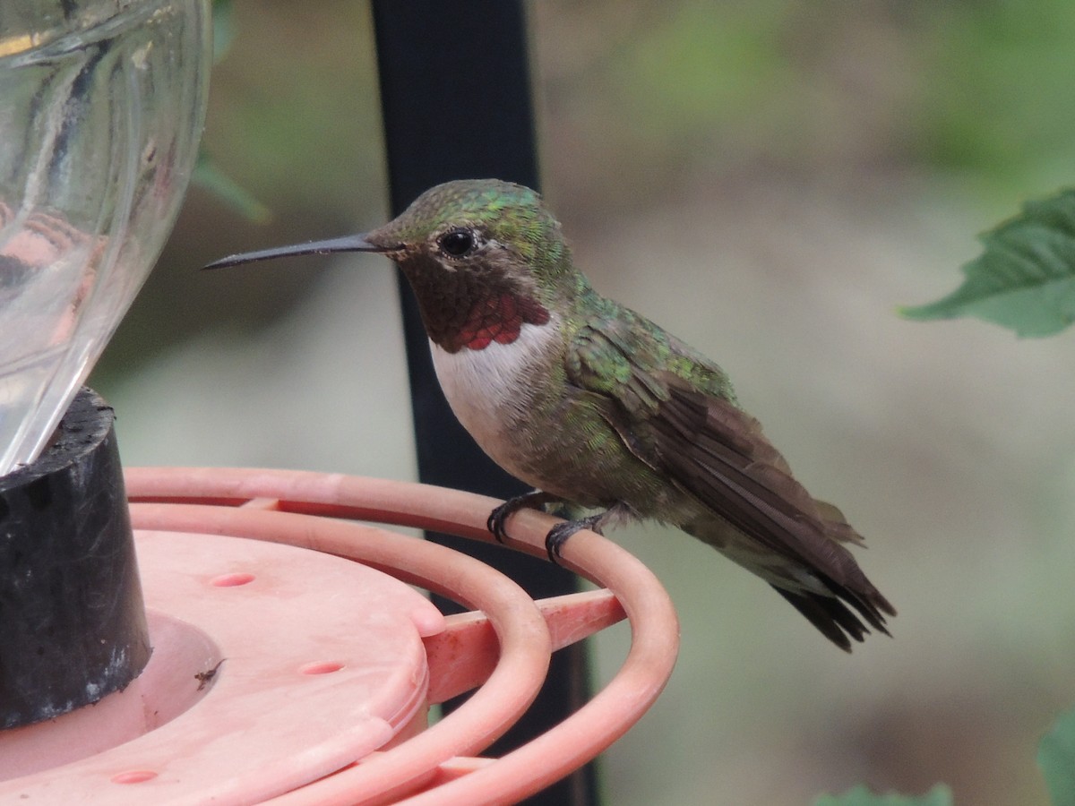 Broad-tailed Hummingbird - ML31357571