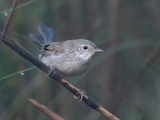  - Swamp Grass Babbler