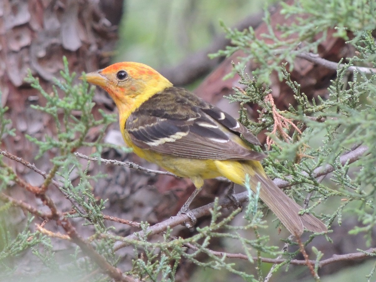 Western Tanager - ML31357611