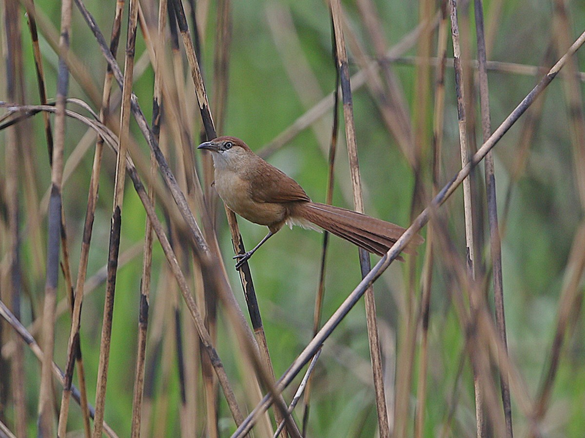 Slender-billed Babbler - Argya longirostris - Birds of the World