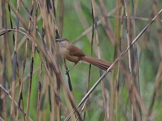  - Slender-billed Babbler