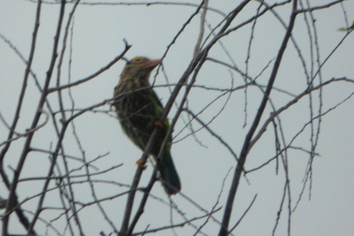 Lineated Barbet - ML313577671