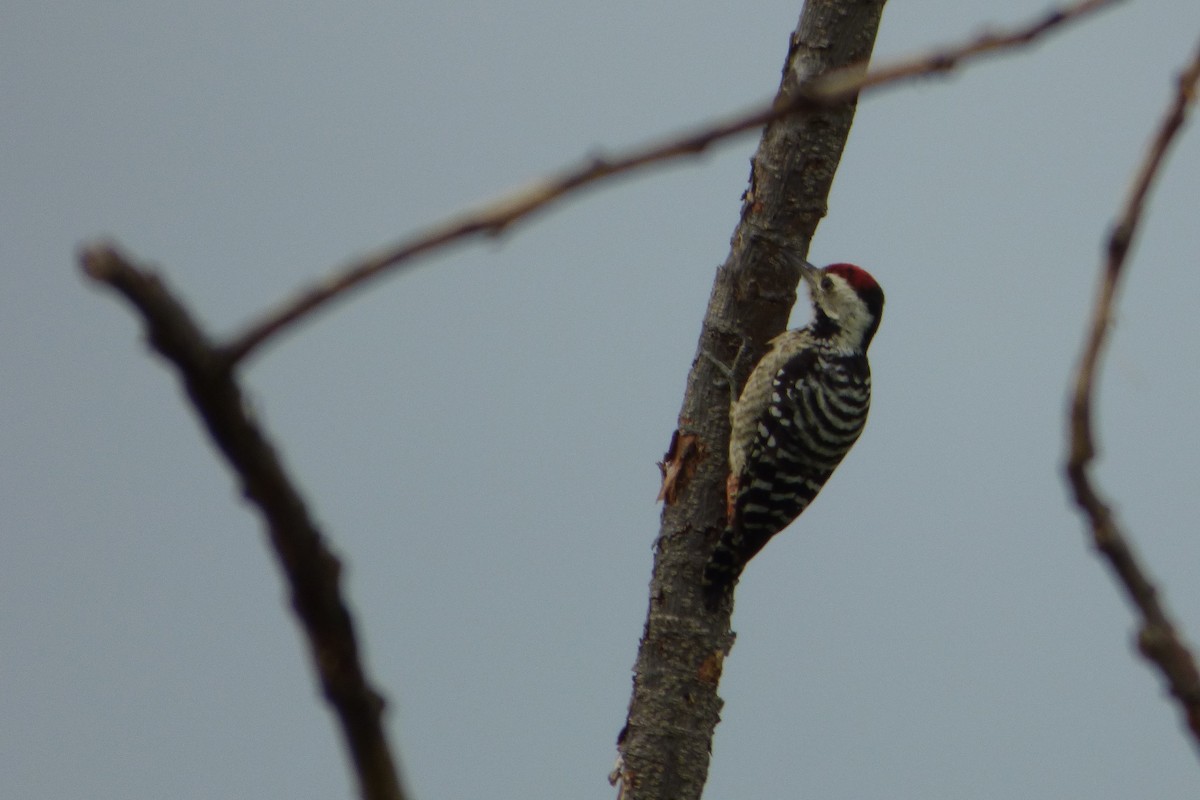 Freckle-breasted Woodpecker - ML313577881