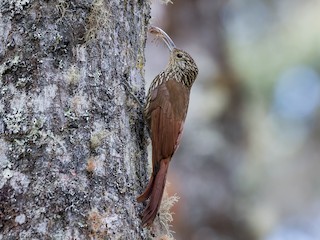  - Spot-crowned Woodcreeper