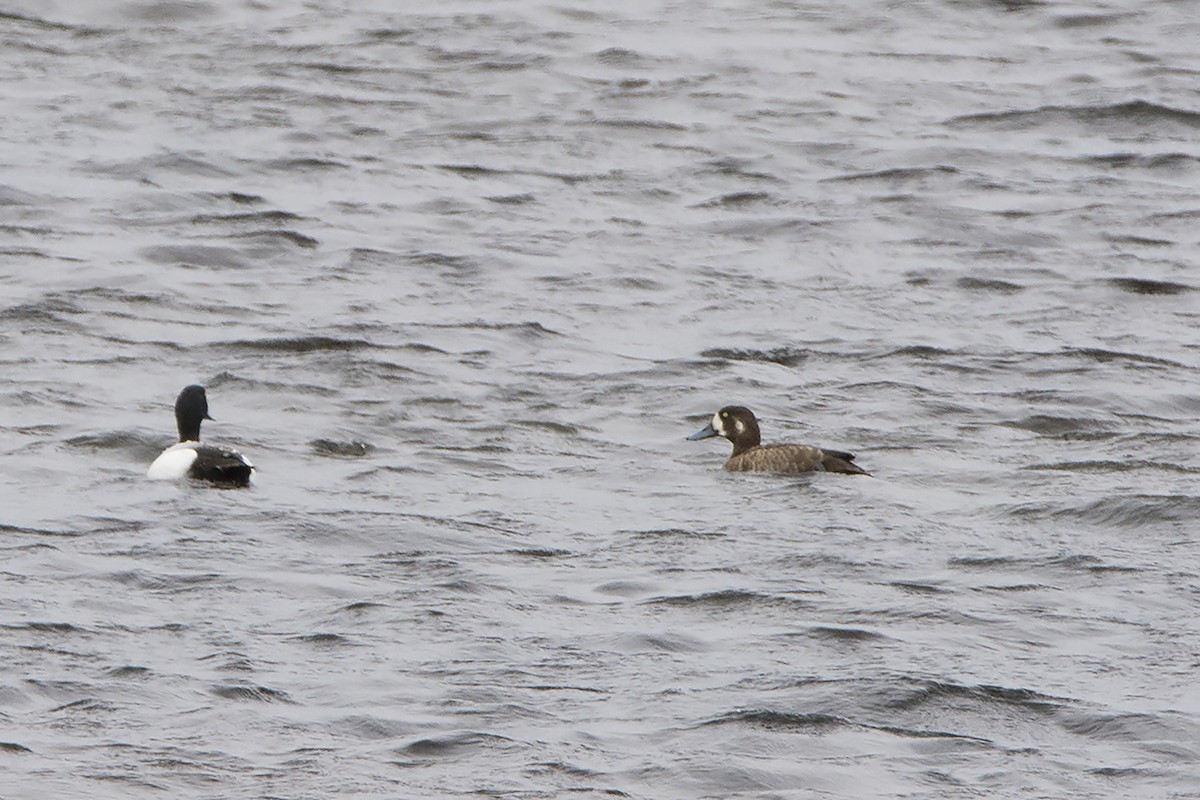 Greater Scaup - ML313579621