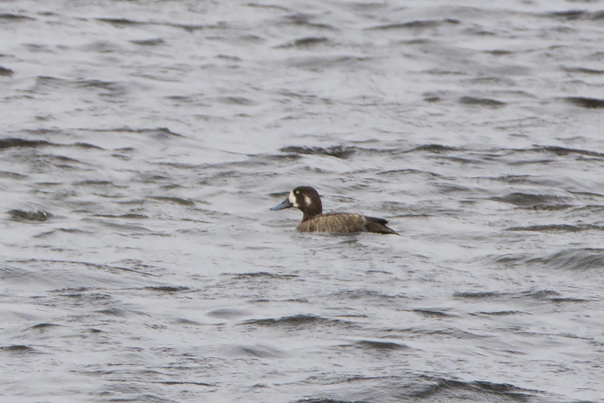 Greater Scaup - ML313579631