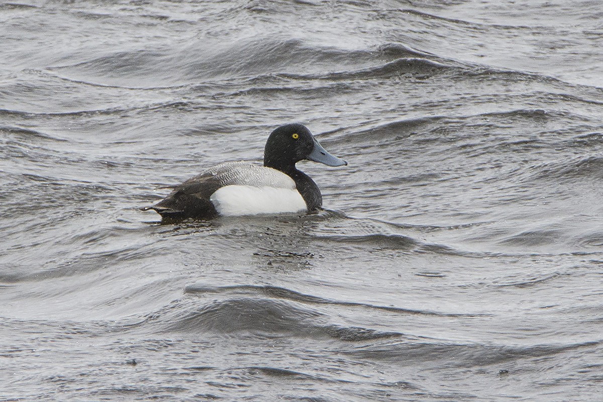 Greater Scaup - ML313579641