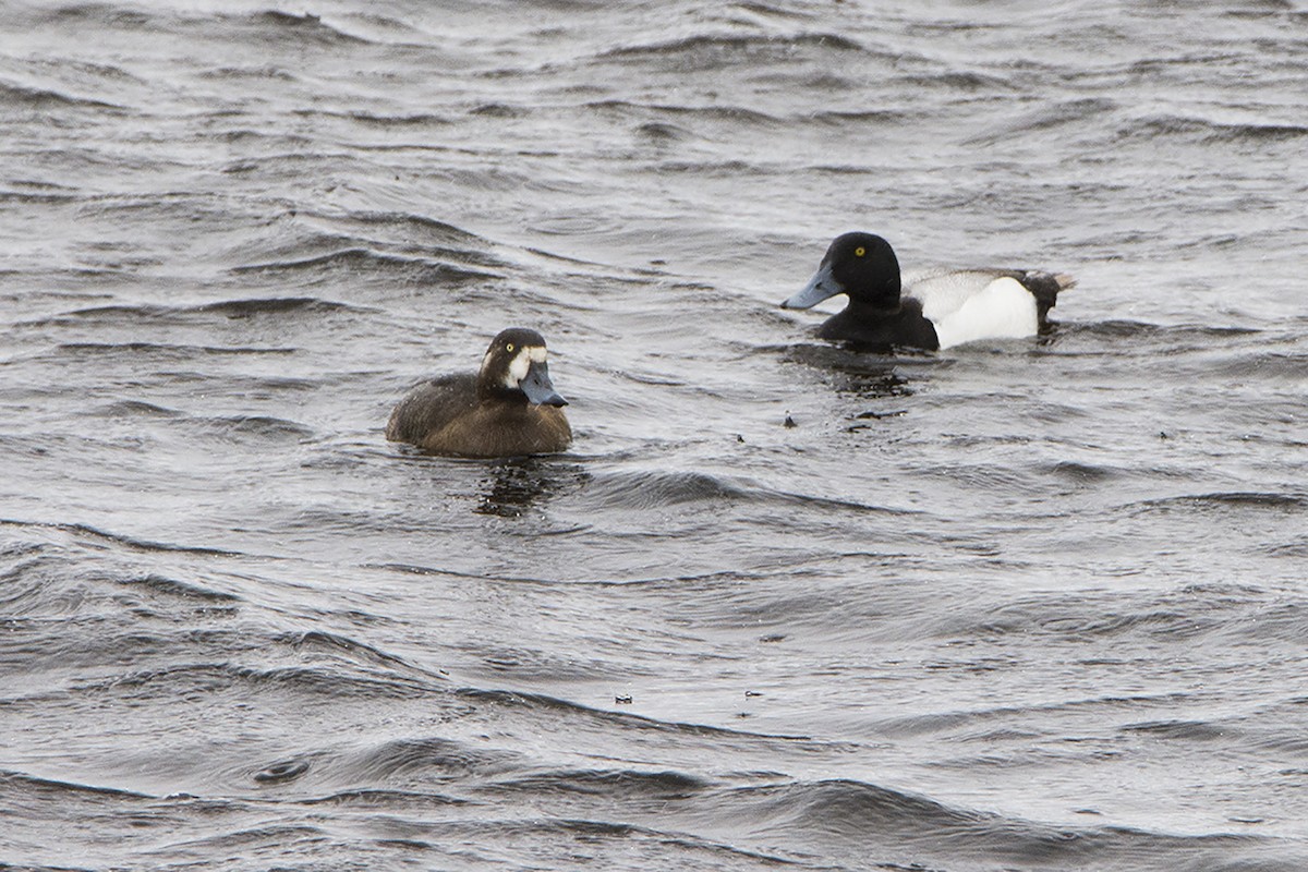 Greater Scaup - ML313579651