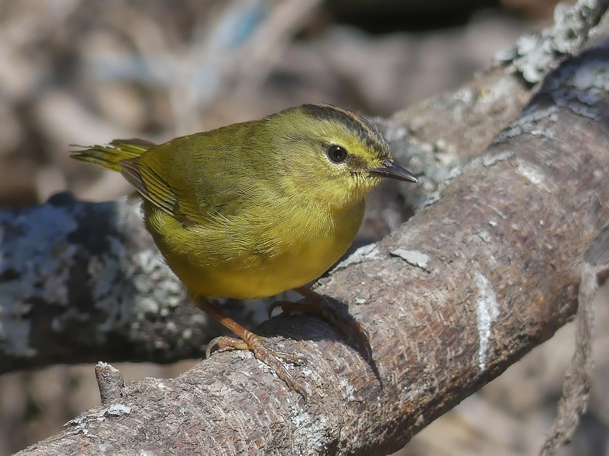 Two-banded Warbler - Myiothlypis bivittata - Birds of the World