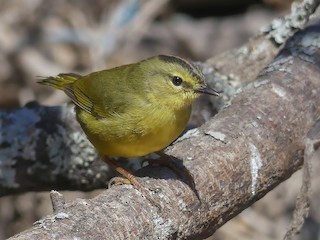  - Two-banded Warbler