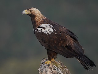  - Spanish Eagle