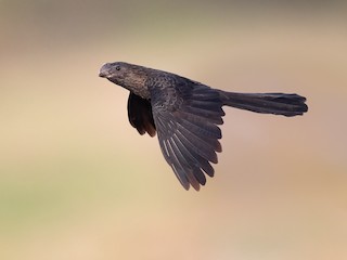  - Smooth-billed Ani