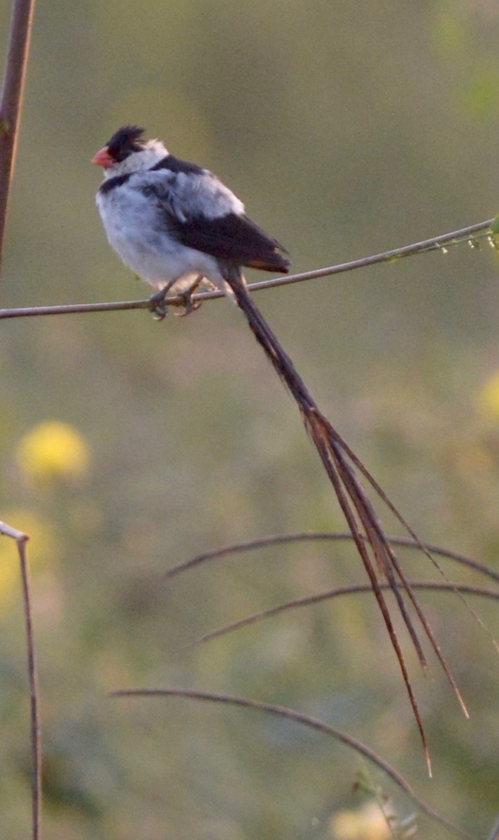 Pin-tailed Whydah - ML31358931