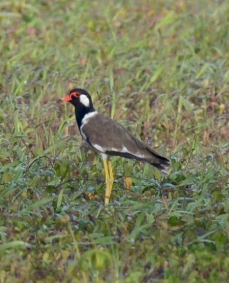 Red-wattled Lapwing - marcel finlay