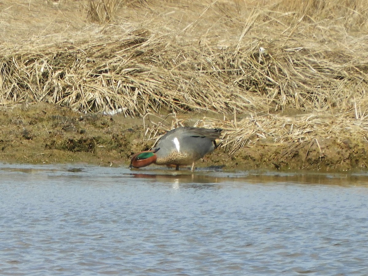 Green-winged Teal - ML313594621