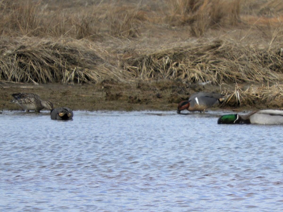 Green-winged Teal - ML313594631
