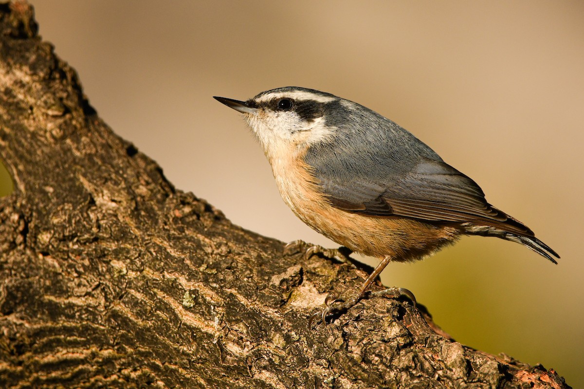 Red-breasted Nuthatch - Manny Salas
