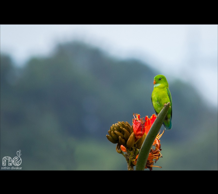 Vernal Hanging-Parrot - Nithin Divakar