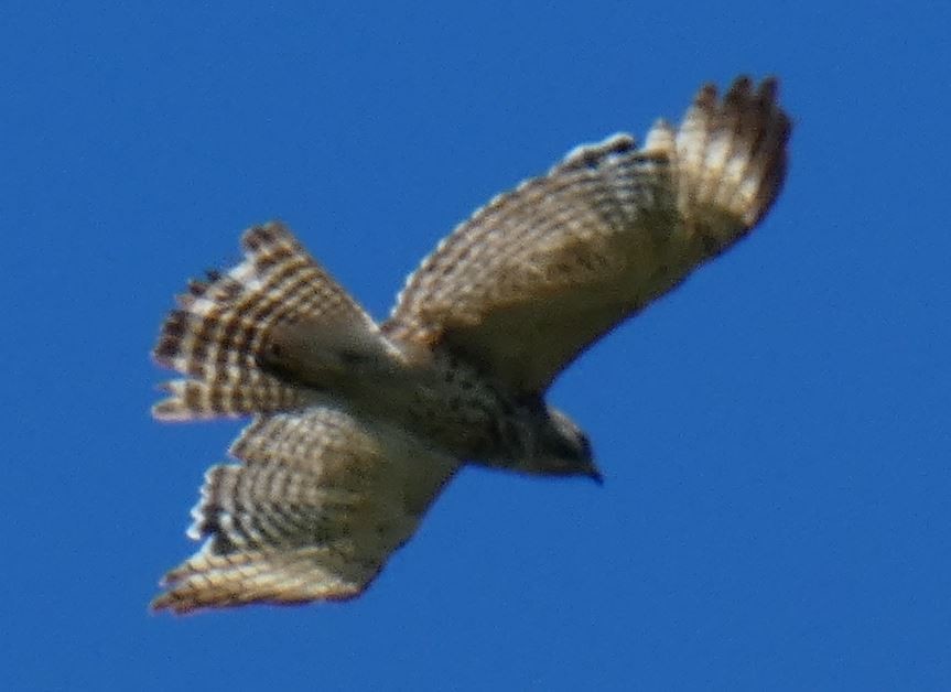 Red-shouldered Hawk (lineatus Group) - ML313595841